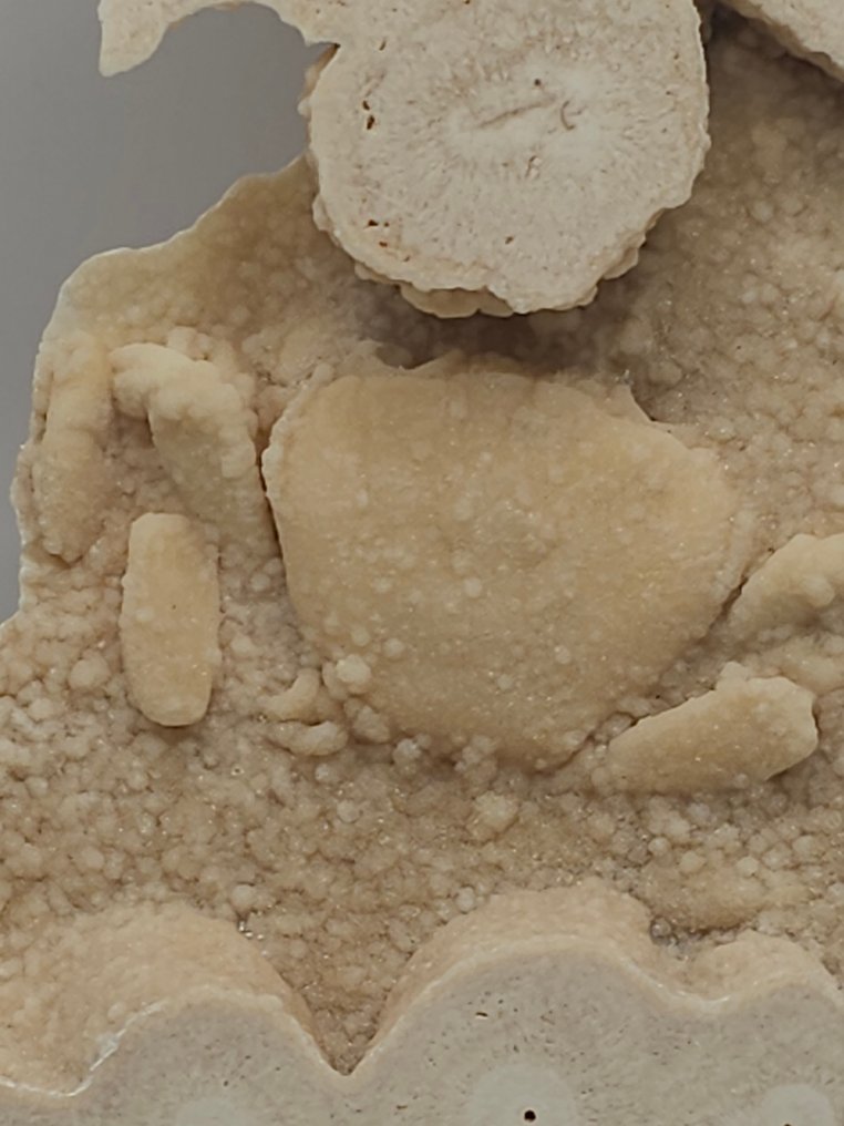 Krabbe - Fossilt skelet - 130 mm - 125 mm  (Ingen mindstepris) #4.3