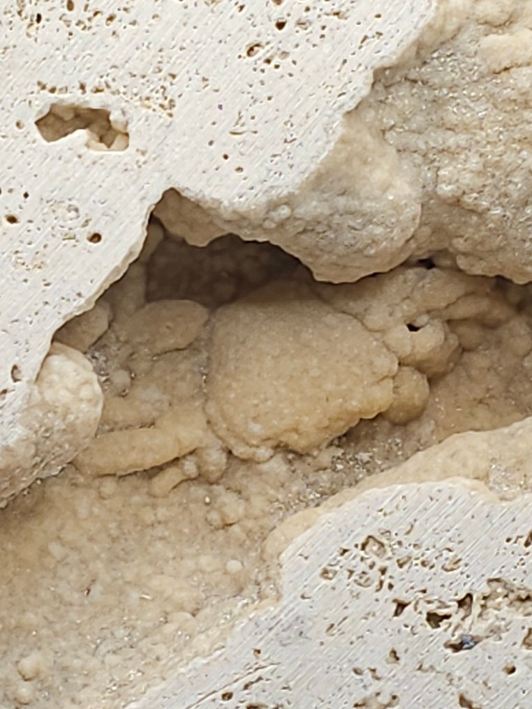 螃蟹 - 骨骼化石 - 160 mm - 110 mm  (沒有保留價) #1.0