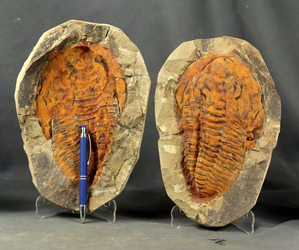 Enorme trilobite fossile - Animale fossilizzato - Cambropallas telesto - 27 cm - 18 cm #1.0