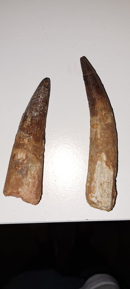 Spinosaur - Fossil teeth - Spinosaurus aegyptiacus #3.2
