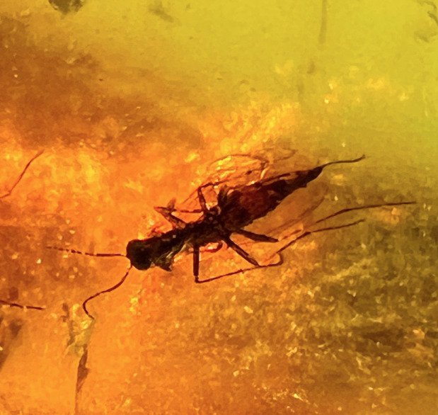 Insect - Κεχριμπάρι - 4 cm  (χωρίς τιμή ασφαλείας) #1.0