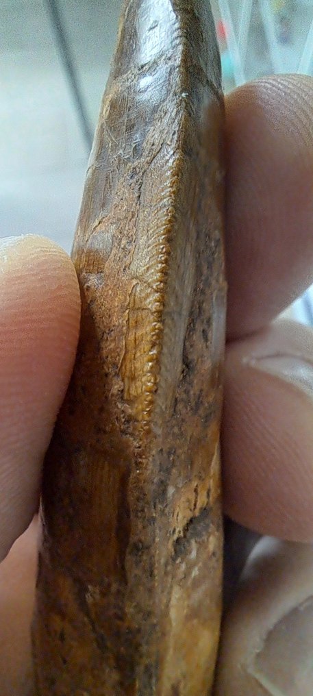 Carcharodontosaur - Απολιθωμένο δόντι - Carcharodontosaurus saharicus - 86 mm - 32 mm #3.2