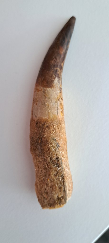 Spinosaur - Fossil teeth - Spinosaurus aegyptiacus #1.0