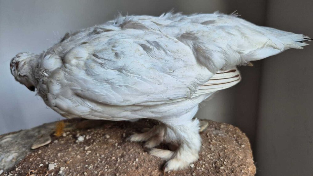 ederà alpino Allestimento tassidermico a corpo intero - Lagopus muta - 22 cm - 63 cm - 29 cm - Specie non CITES - 1 #4.3