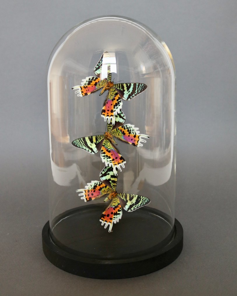 Sommerfugl Taksidermi fuld kropsmontering - Urania ripheus - 28 cm - 18 cm - 18 cm - Ikke-CITES arter - 1 #2.1