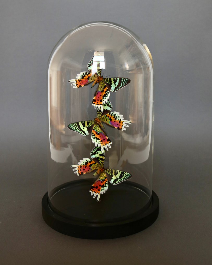 Sommerfugl Taksidermi fuld kropsmontering - Urania ripheus - 28 cm - 18 cm - 18 cm - Ikke-CITES arter - 1 #1.0