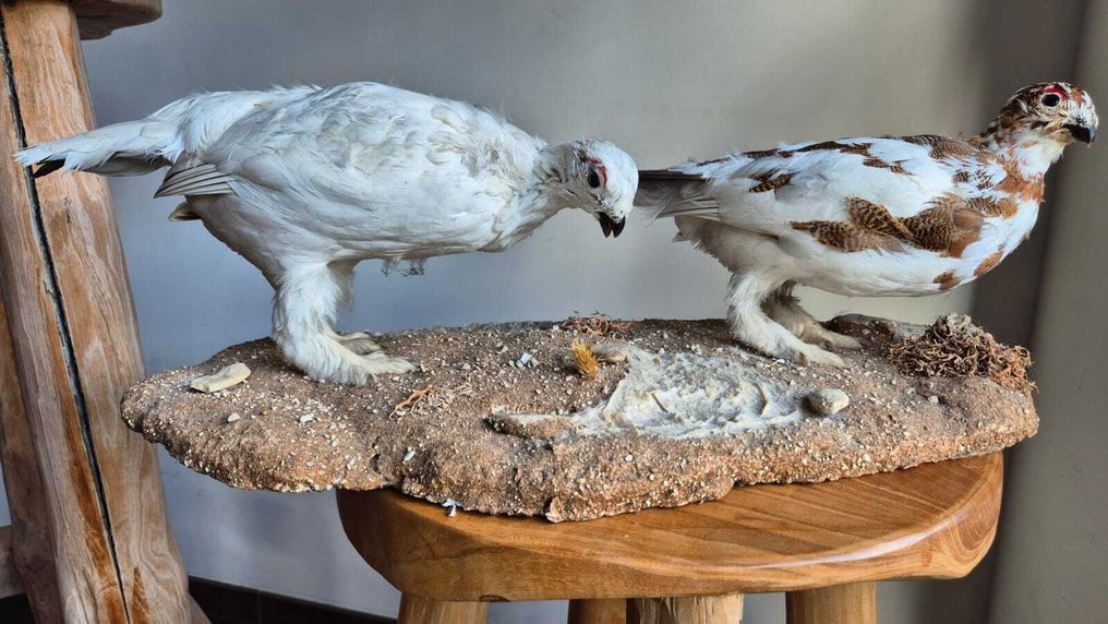 ederà alpino Allestimento tassidermico a corpo intero - Lagopus muta - 22 cm - 63 cm - 29 cm - Specie non CITES - 1 #1.0