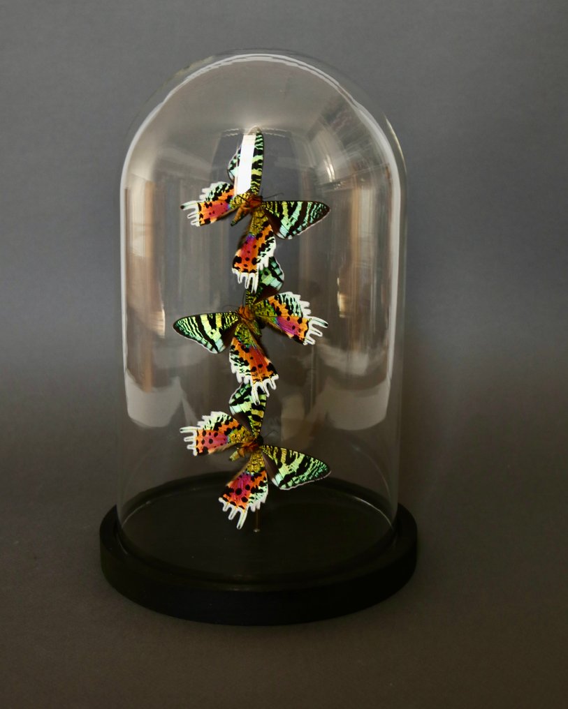 Sommerfugl Taksidermi fuld kropsmontering - Urania ripheus - 28 cm - 18 cm - 18 cm - Ikke-CITES arter - 1 #3.2