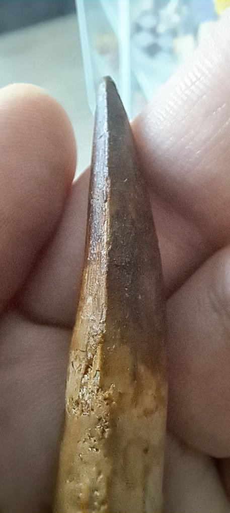 Spinosaur - Fossil teeth - Spinosaurus aegyptiacus #4.3