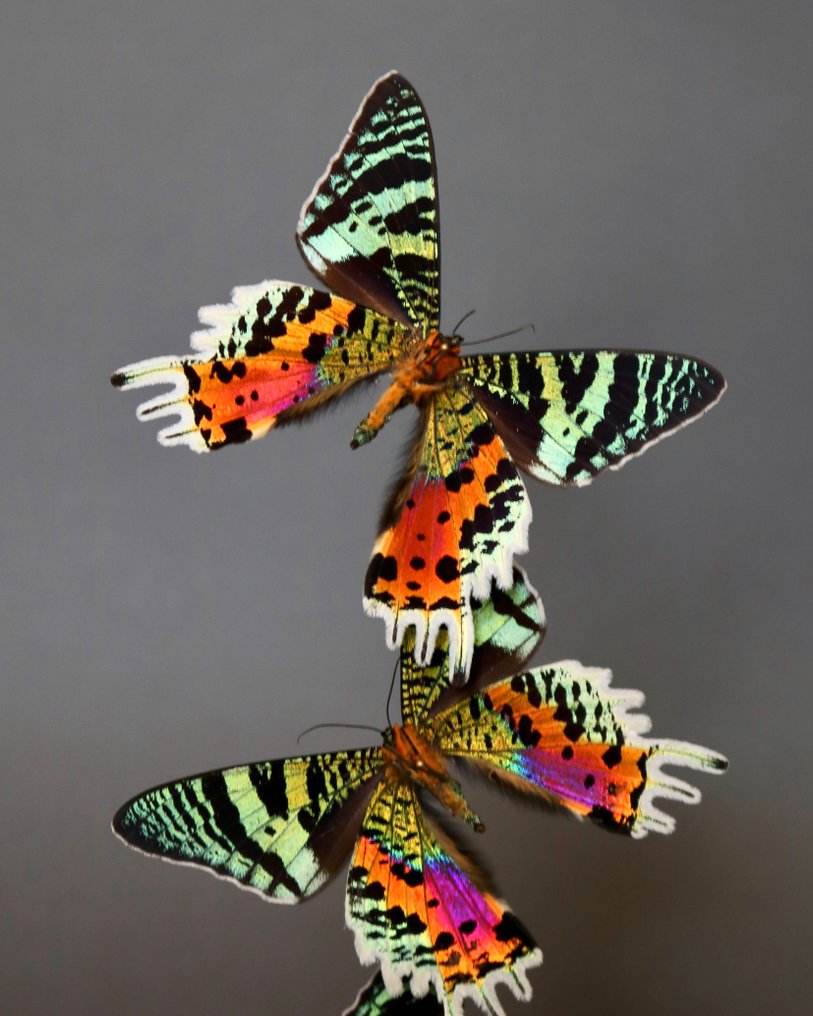 Sommerfugl Taksidermi fuld kropsmontering - Urania ripheus - 28 cm - 18 cm - 18 cm - Ikke-CITES arter - 1 #4.3