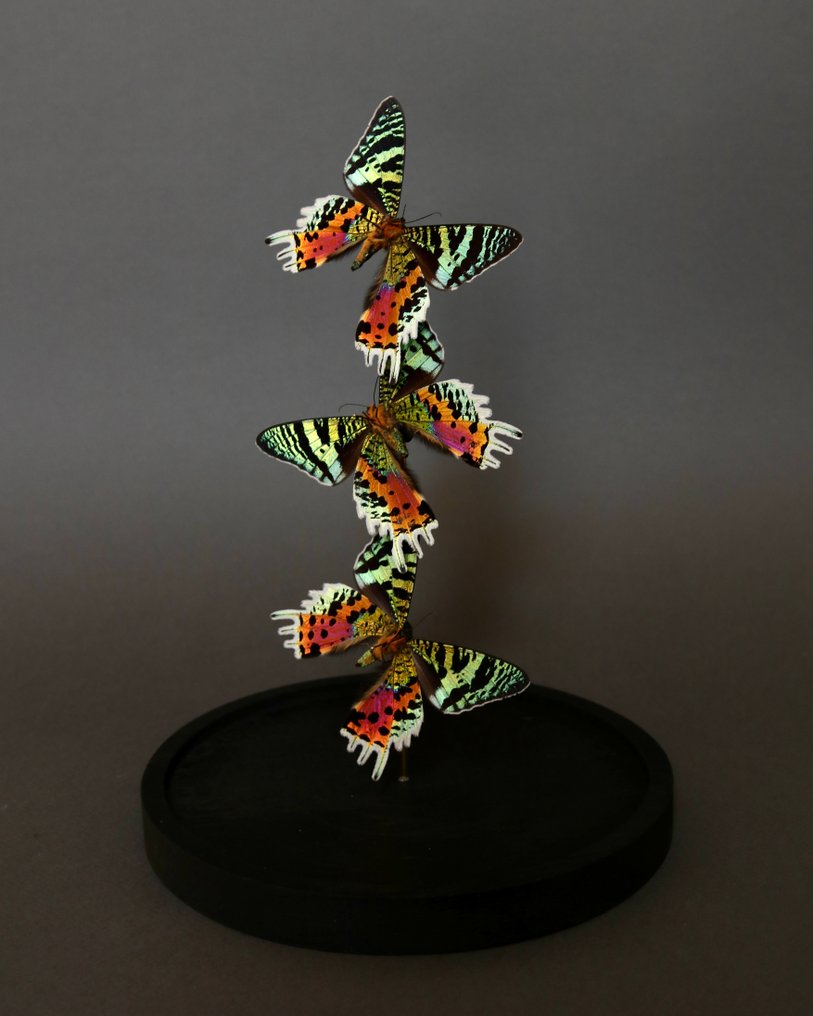 Sommerfugl Taksidermi fuld kropsmontering - Urania ripheus - 28 cm - 18 cm - 18 cm - Ikke-CITES arter - 1 #1.0