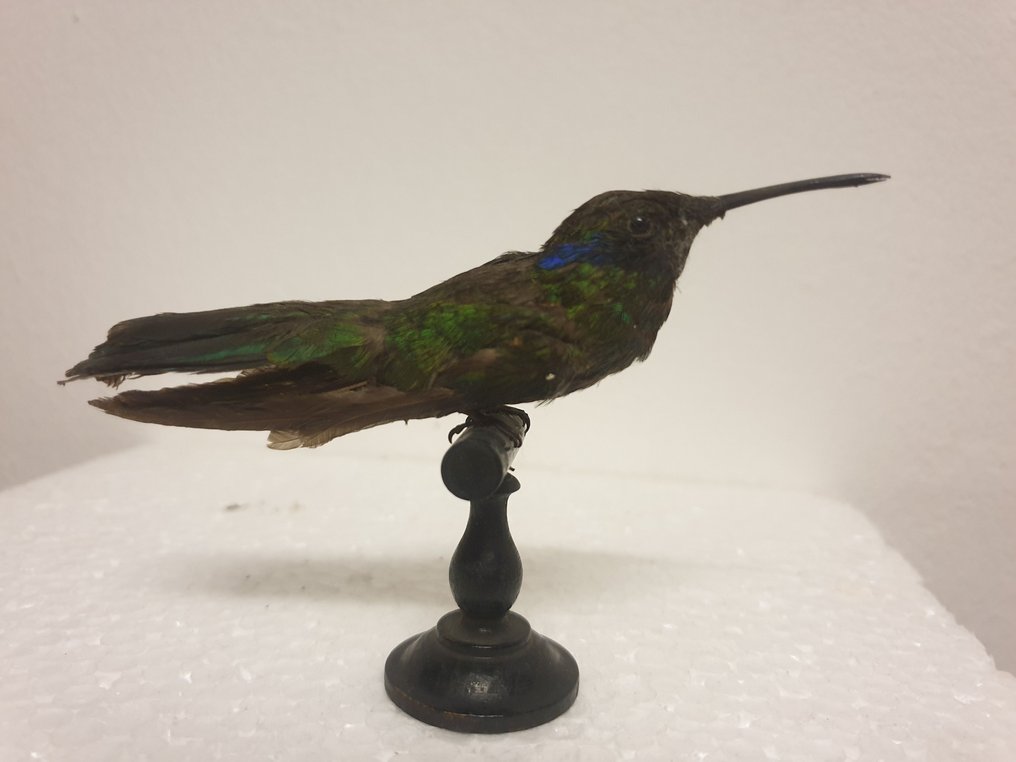 Kolibrie Taxidermie volledige montage - Trochilidae - vintage mount - 11 cm - 2 cm - 2 cm - CITES Appendix II - Bijlage B in de EU - 1 #2.1