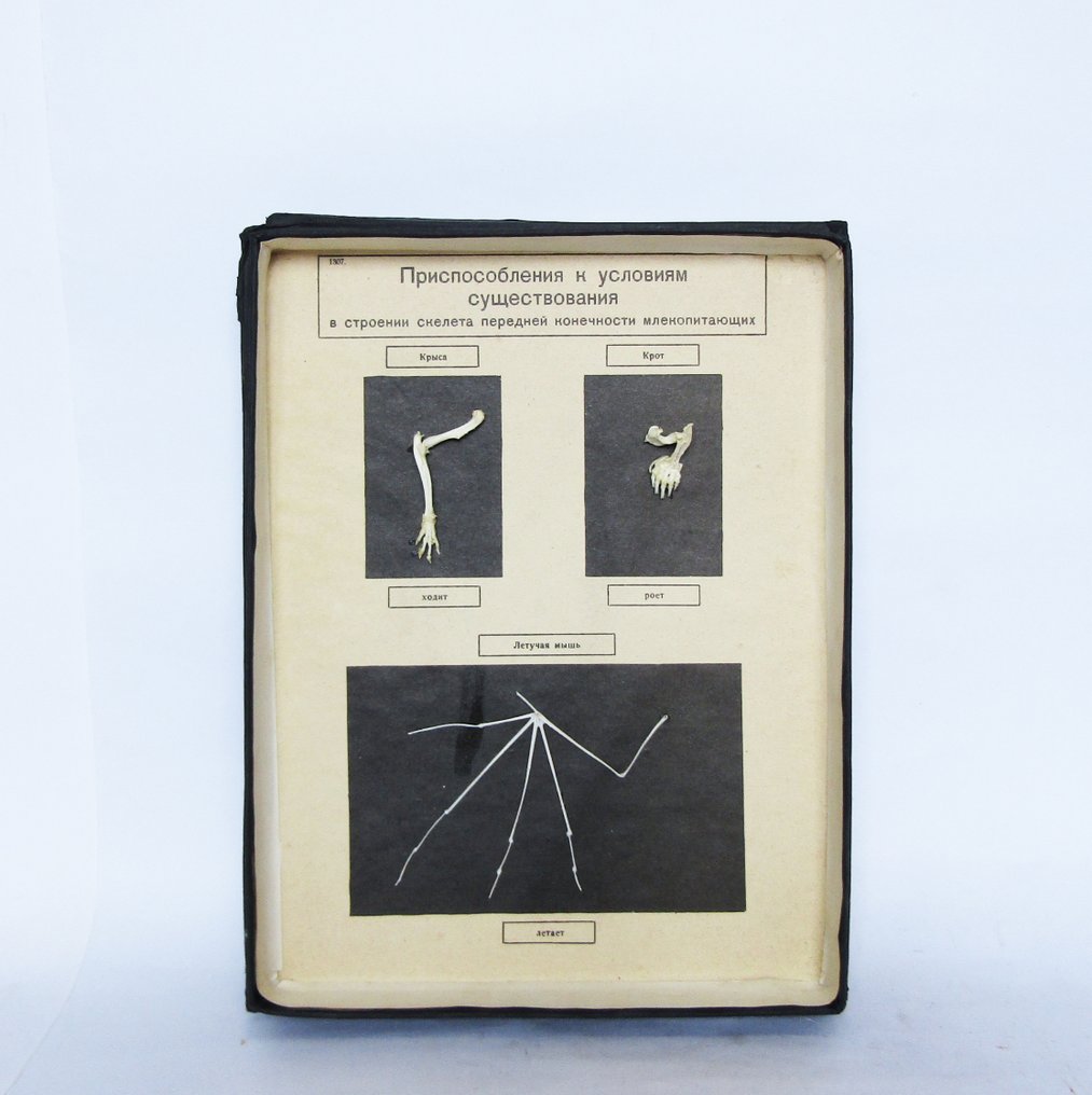 Teaching materials - Vintage Educational Anatomical Model - Skeletal Lmbs of Mole, Bat and Rat - USSR - 1981 #3.2