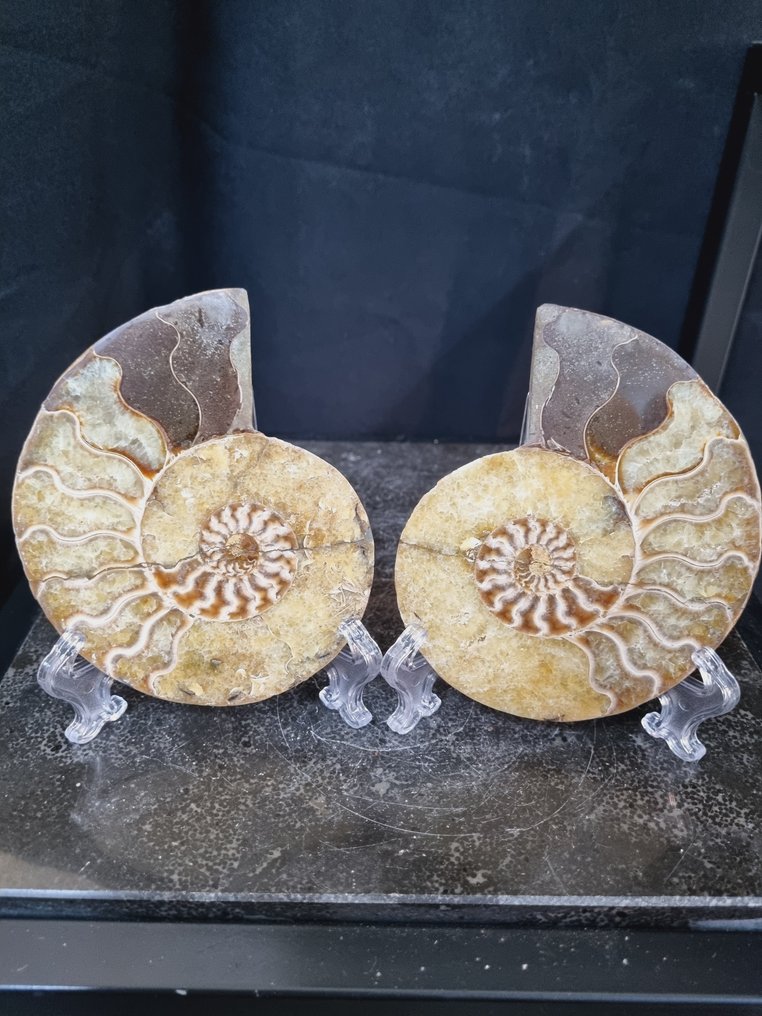 Beautiful large Ammonites - Fossilised animal - Aioloceras (Cleoniceras) sp - 126 mm - 106 mm  (No Reserve Price) #1.0