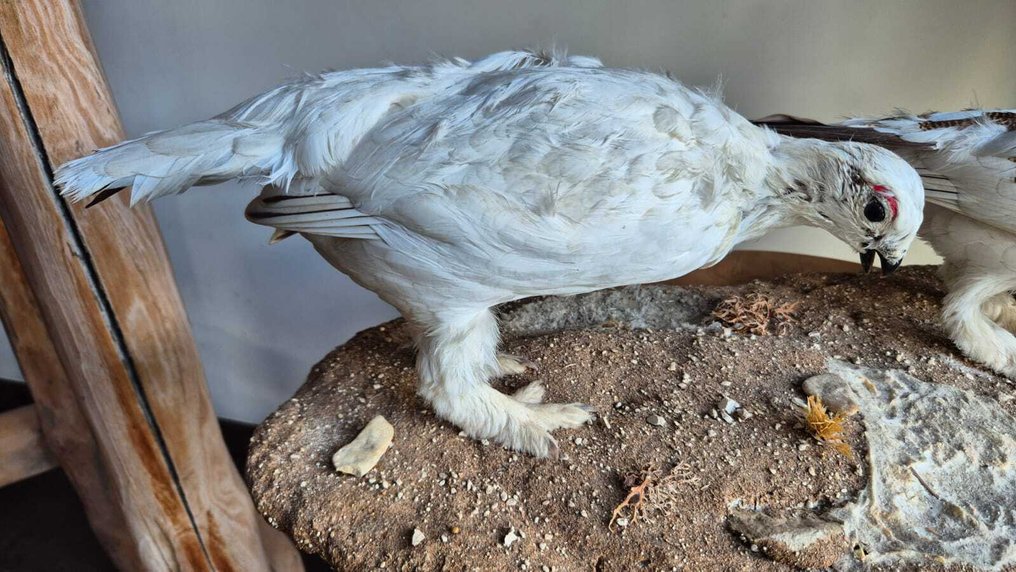 ederà alpino Allestimento tassidermico a corpo intero - Lagopus muta - 22 cm - 63 cm - 29 cm - Specie non CITES - 1 #2.1