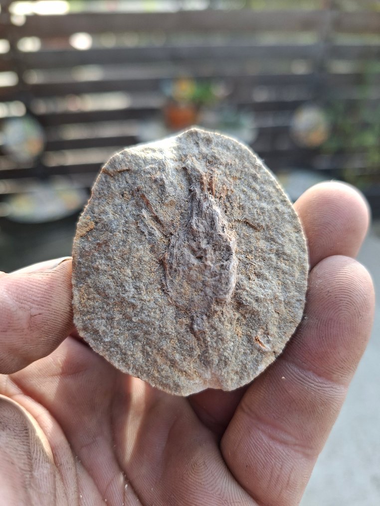 Old fossil collection with over 30 pieces. - Fossil matrix  (No Reserve Price) #3.2