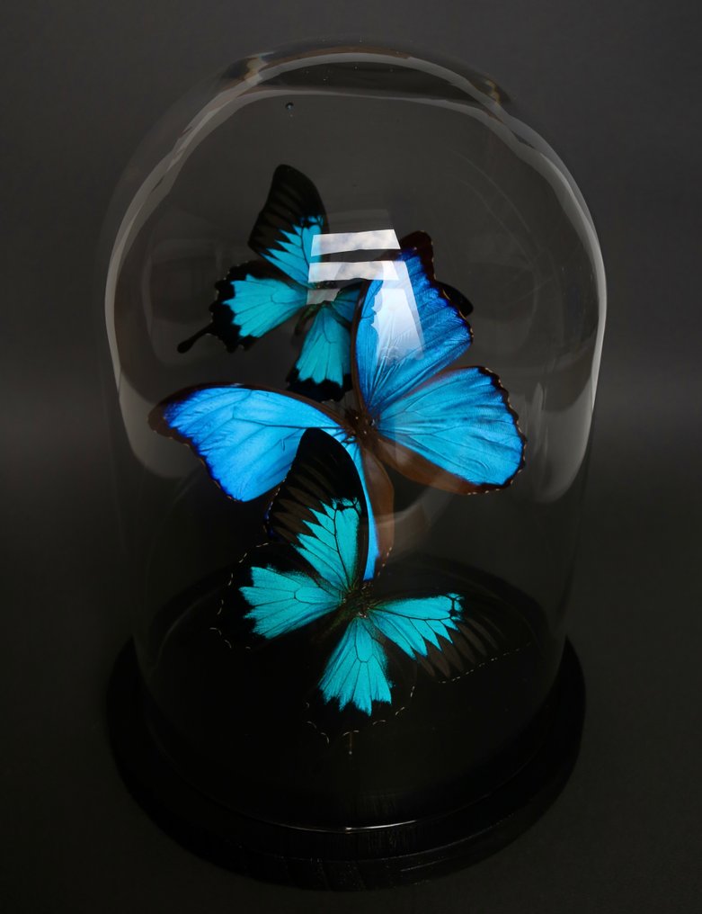 Farfalla Allestimento tassidermico a corpo intero - Morpho didius x Papilio ulysses - 29 cm - 24 cm - 24 cm - Specie non CITES - 1 #3.2