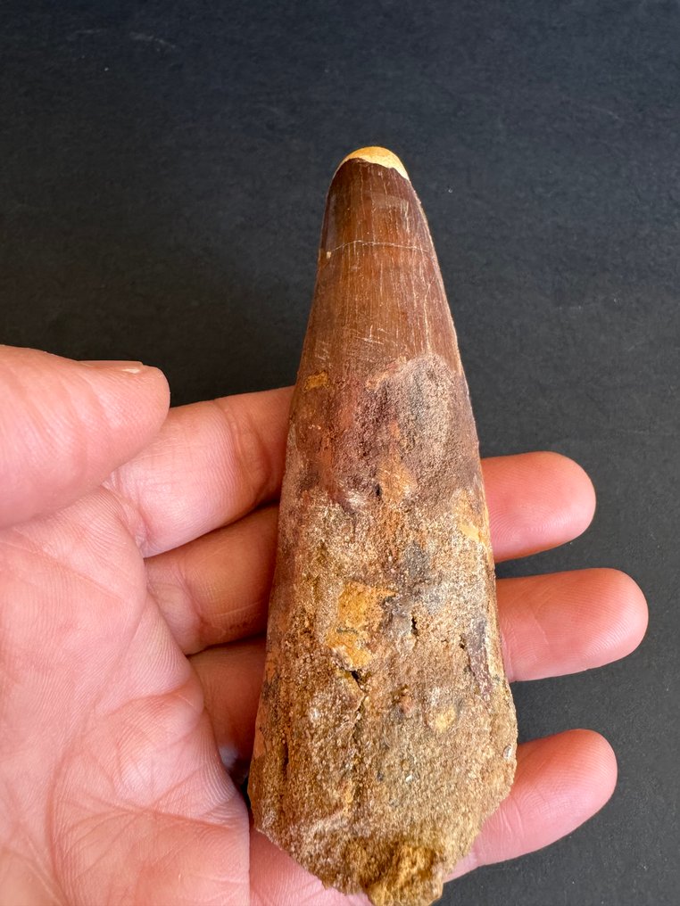 Spinoszaurusz - Fosszilis fog - 11 cm - 3.5 cm #1.0