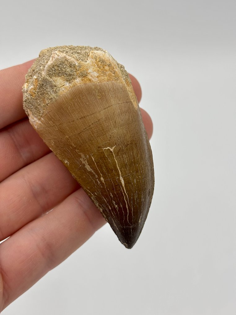 XXL 7.7厘米 Prognathodon Ancep，摩萨龙科牙齿！ - 牙齿化石 - mosasaurus - 7.7 cm #1.0