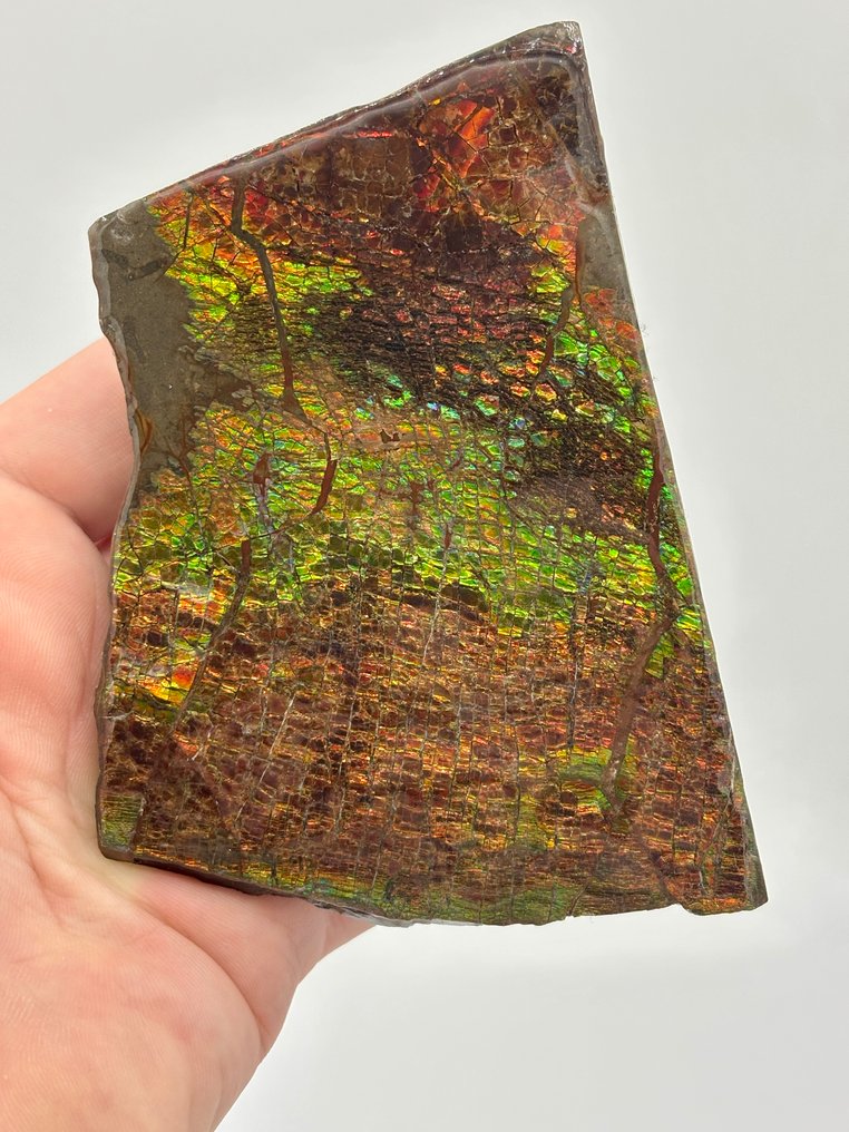 Ammolite - Lastra matrice fossile - colorful ammolite! Red,orange,yellow,green and blue - 11 cm #3.2