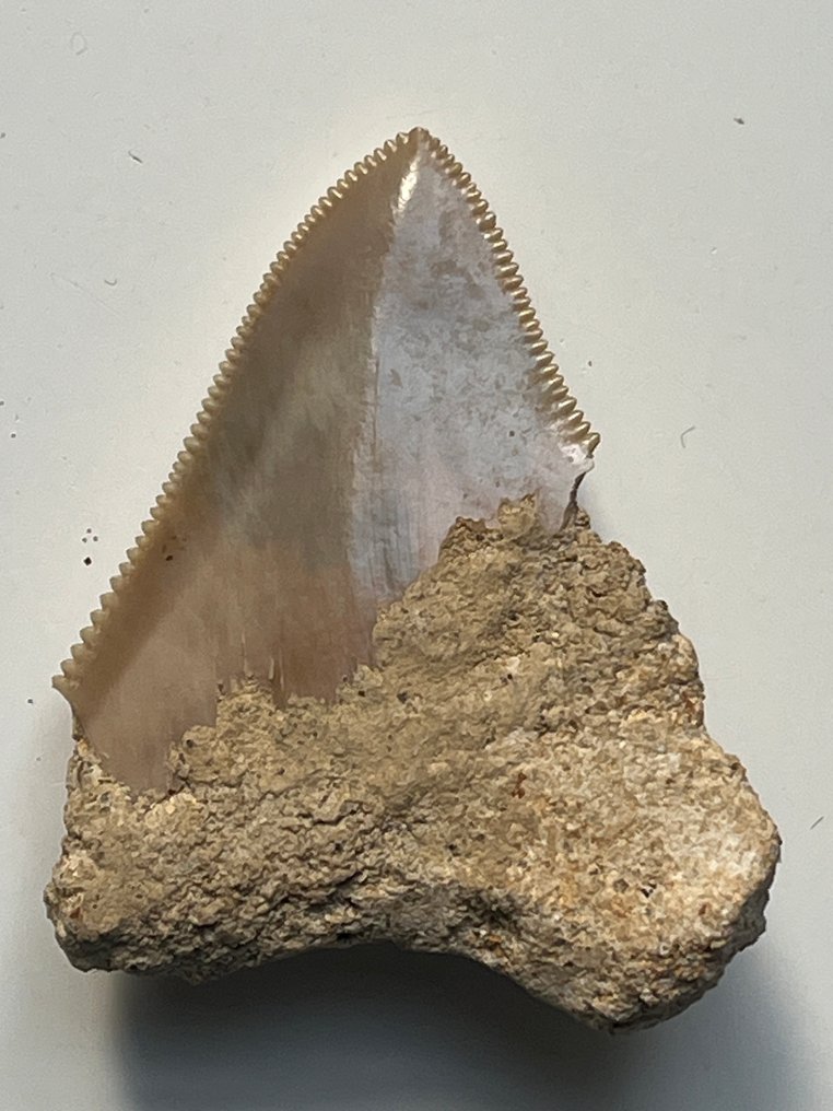 巨牙鯊 - 牙齒化石 - Carcharocles megalodon - 5.5 cm  (沒有保留價) #1.0