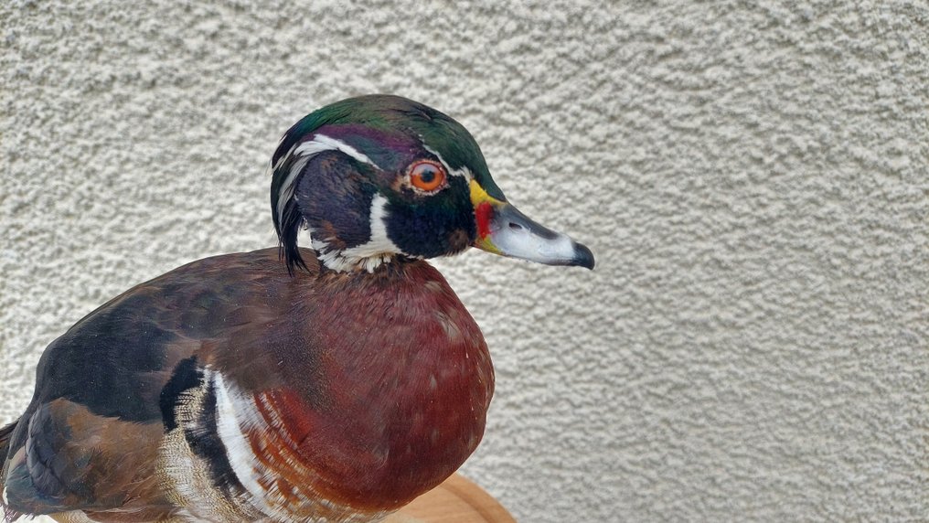 鸭 动物标本剥制全身支架 - Wood duck - 30 cm - 30 cm - 30 cm - 非《濒危物种公约》物种 #4.3