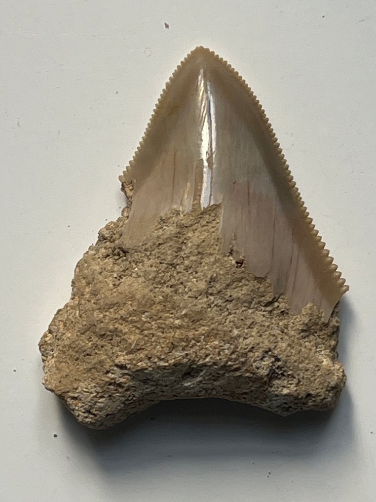 巨牙鯊 - 牙齒化石 - Carcharocles megalodon - 5.5 cm  (沒有保留價) #1.0