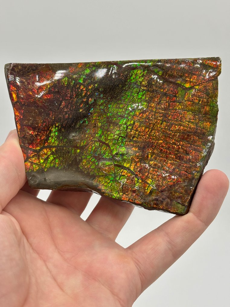 Ammolite - Lastra matrice fossile - colorful ammolite! Red,orange,yellow,green and blue - 11 cm #1.0
