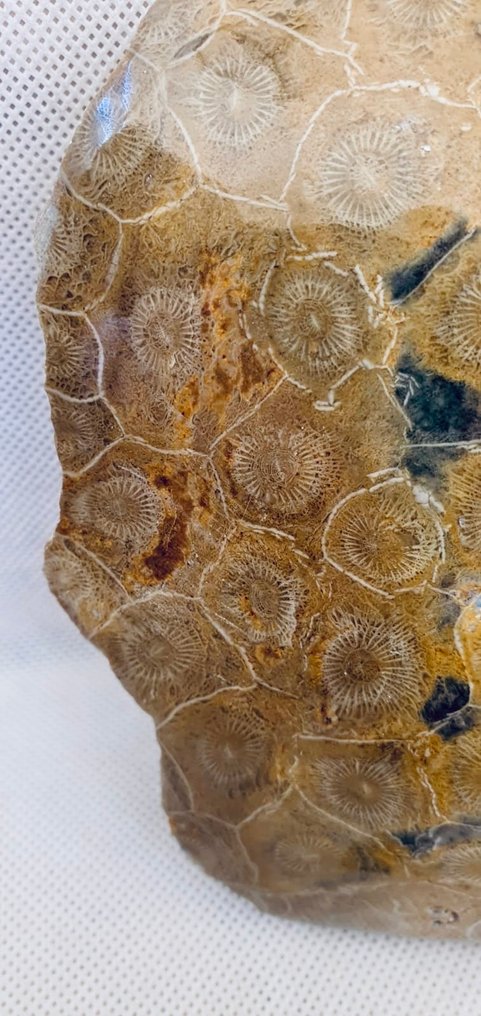 Koralli Koralli - Corail fossilisé #3.2