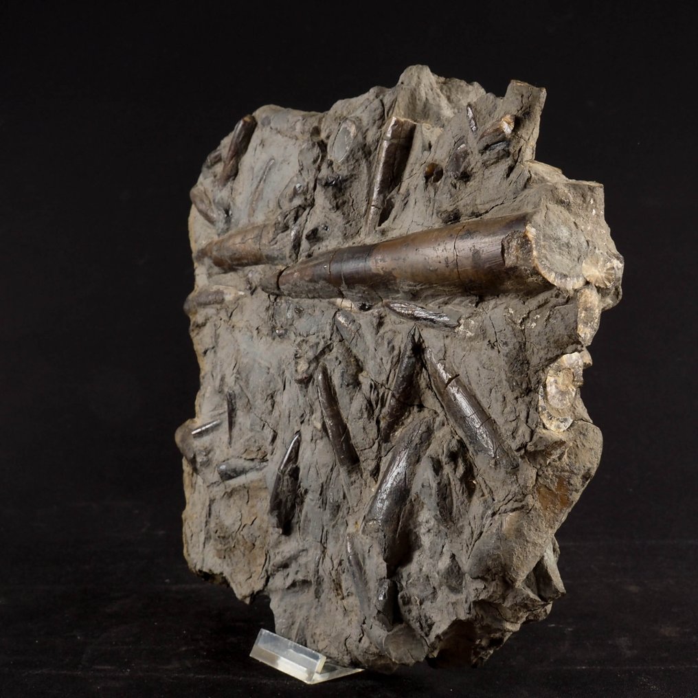 Fossilreiche Belemnitenplatte - Fossilplattenmatrix - 25.5 cm - 23 cm  (Ohne Mindestpreis) #1.0