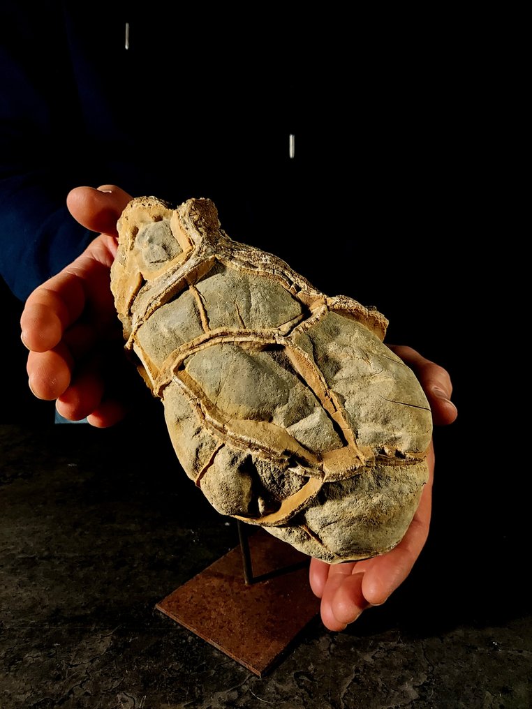 natural septaria Freeform - Height: 20 cm - Width: 13 cm- 2.88 kg - (1) #2.1