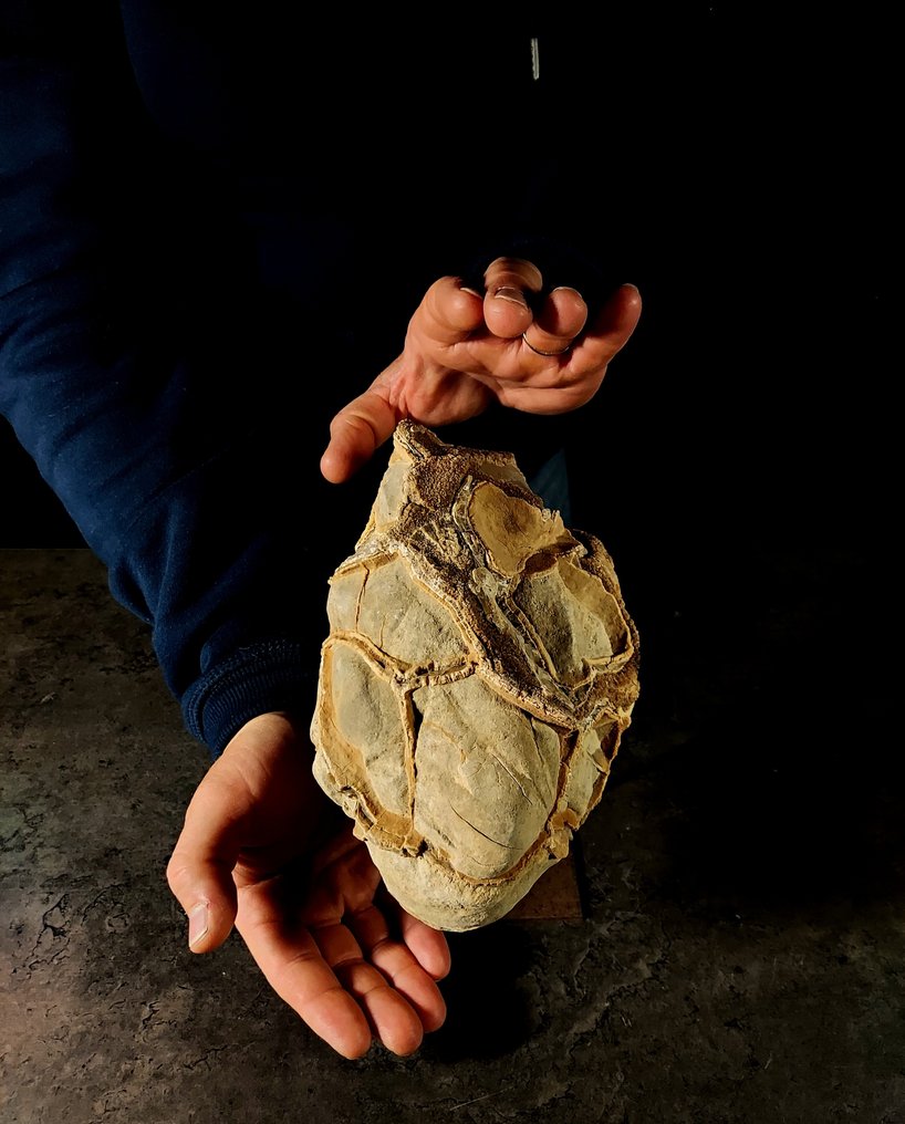 natural septaria Freeform - Height: 20 cm - Width: 13 cm- 2.88 kg - (1) #1.0