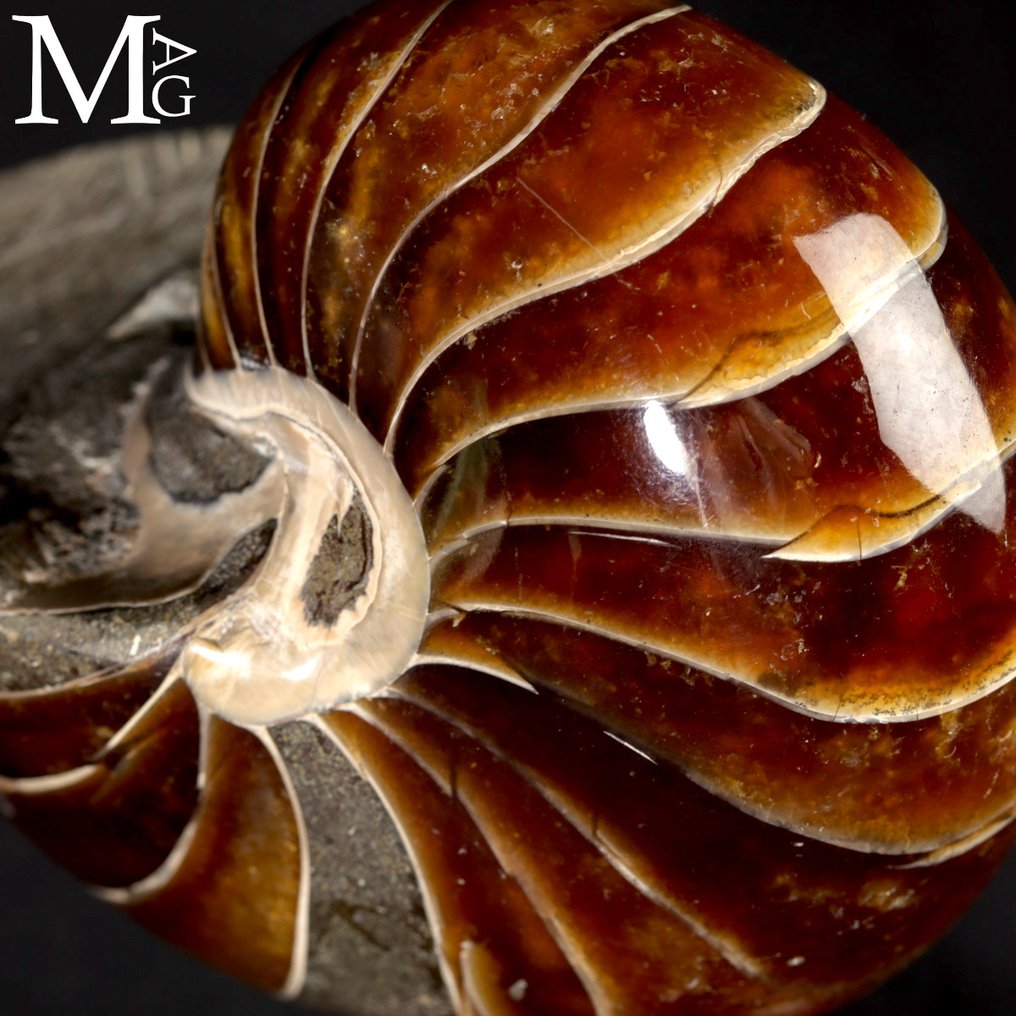 Nautile fossile sur une base décorative. - Coquillage fossilisé - Exceptional Fossil Nautilus - First Quality - 120 mm - 97 mm #3.2