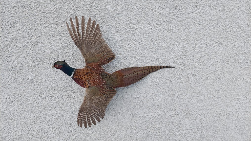 雉鸡 动物标本剥制全身支架 - Phasanius colchicus - 30 cm - 30 cm - 30 cm - 非《濒危物种公约》物种 #4.3