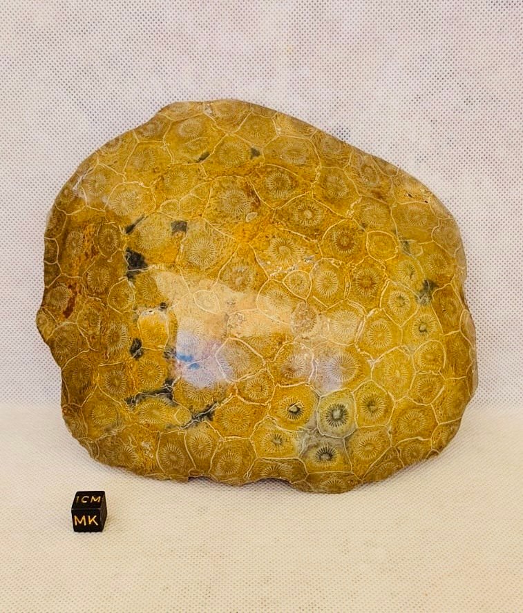 Koralli Koralli - Corail fossilisé #1.0