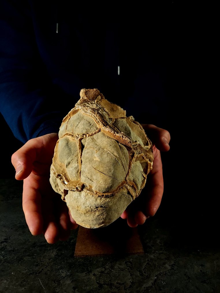 natural septaria Freeform - Height: 20 cm - Width: 13 cm- 2.88 kg - (1) #1.0