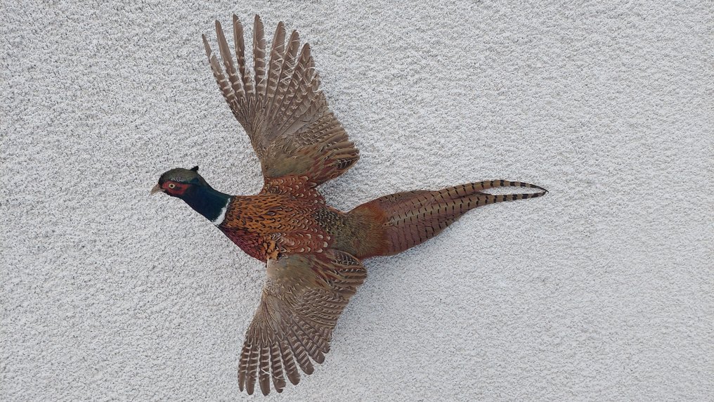 雉鸡 动物标本剥制全身支架 - Phasanius colchicus - 30 cm - 30 cm - 30 cm - 非《濒危物种公约》物种 #3.2