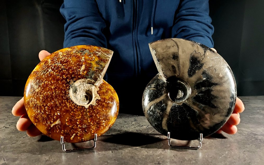 warned - Fossilised animal - cleoniceras + cleoniceras con ematite - 160 mm - 125 mm #1.0