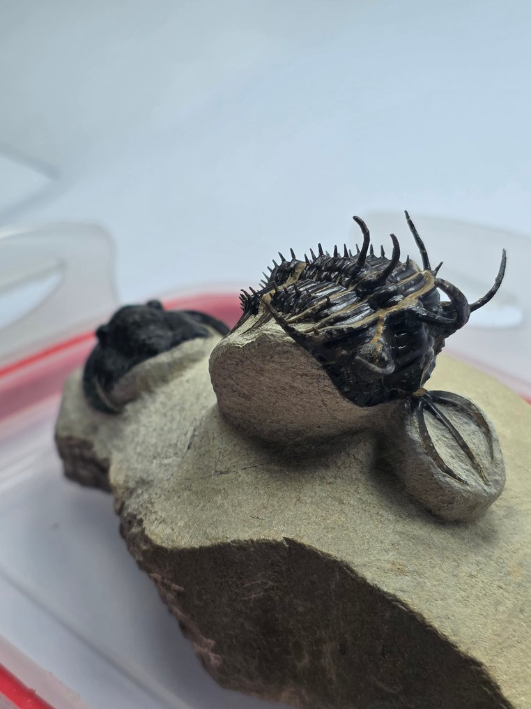 Trilobite - Fosszilizálódott állat - Walliserops issimourensis / Ptychopariida #1.0