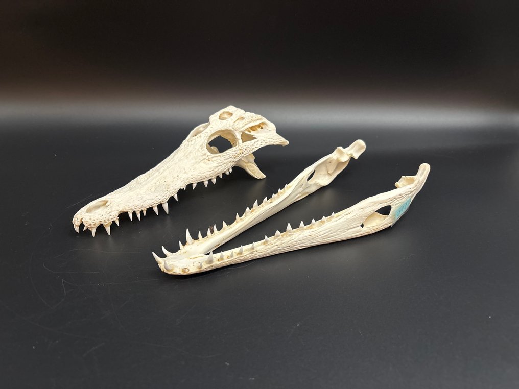 Nile Crocodile Craniu - Crocodylus niloticus - 6 cm - 9 cm - 23.5 cm- CITES Anexa II - Anexa B din UE - (1) #1.0