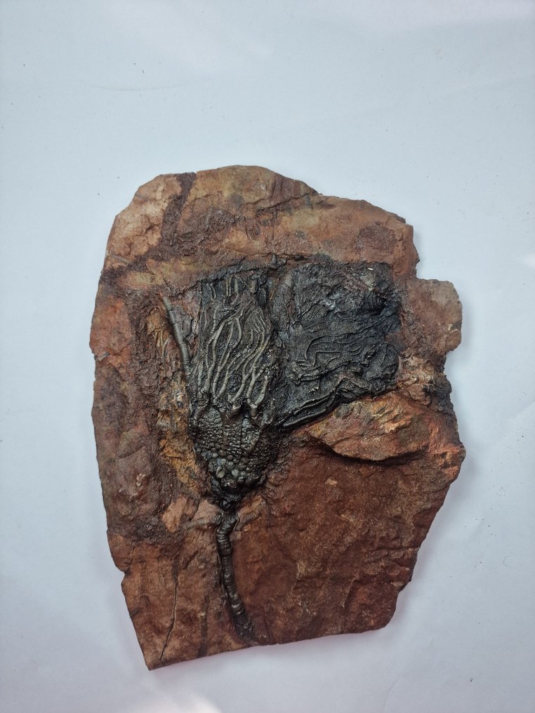 海百合 - 动物化石 - 26.5 cm  (没有保留价) #1.0