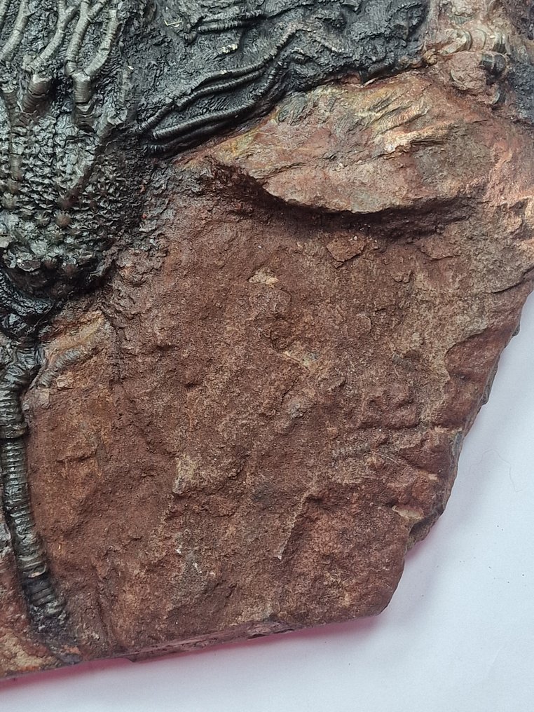 海百合 - 动物化石 - 26.5 cm  (没有保留价) #2.1