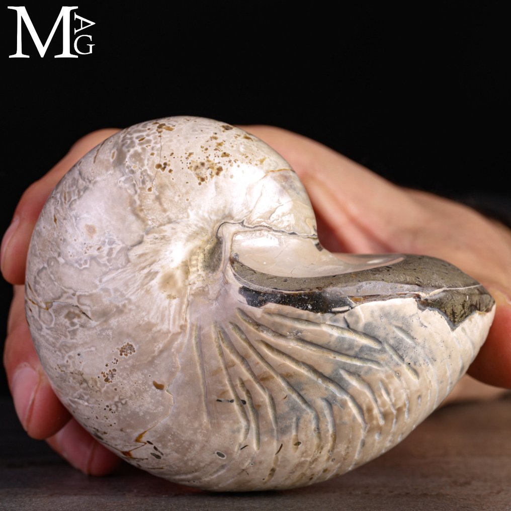 Fossil Nautilus – Aragonite GEM Ένα Αρχαίο Πνεύμα των Ωκεανών. - Ύψος: 100 mm - Πλάτος: 84 mm- 555 g #1.0