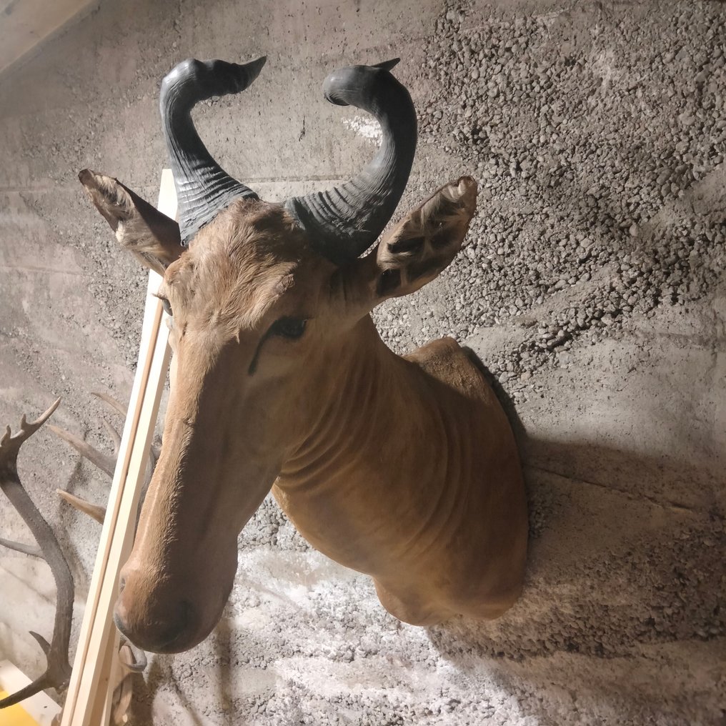 Αλκέλαφος Βάση ταρίχευσης ώμου - Alcelaphus - 70 cm - 65 cm - 75 cm - Είδη που δεν ανήκουν στο CITES - 1 #2.1