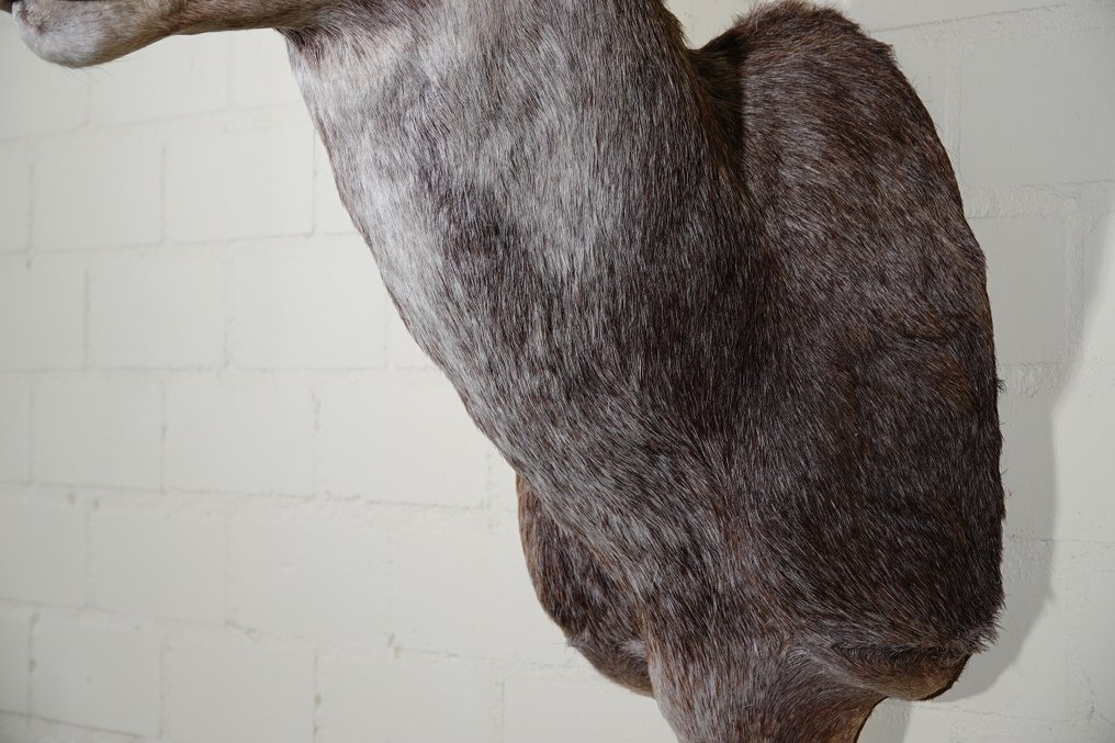 Πρόβατα με μεγάλα κέρατα Επιτοίχια βάση ταρίχευσης - Ovis canadensis - 55 cm - 55 cm - 85 cm - non-CITES species #4.3