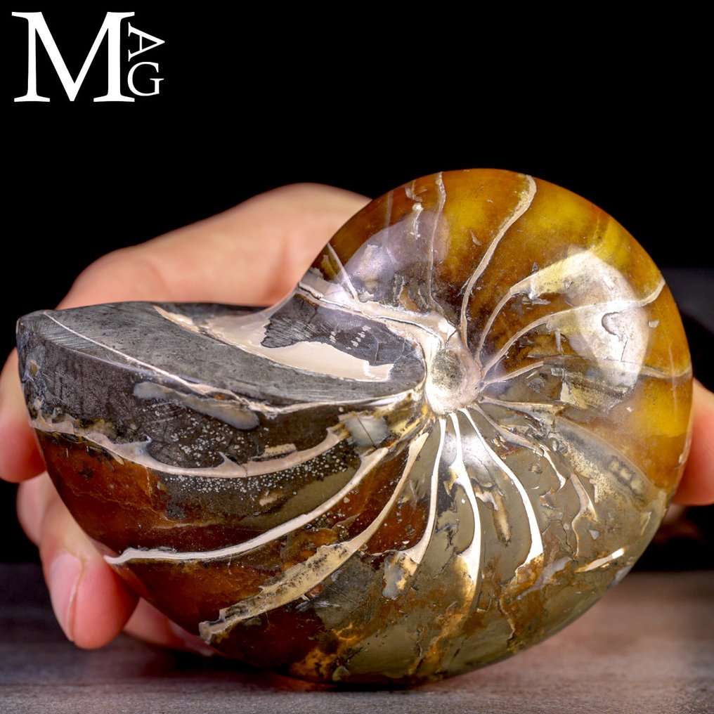 Fossil Nautilus – Aragonite GEM Ένα Αρχαίο Πνεύμα των Ωκεανών. - Ύψος: 105 mm - Πλάτος: 83 mm- 643 g #1.0