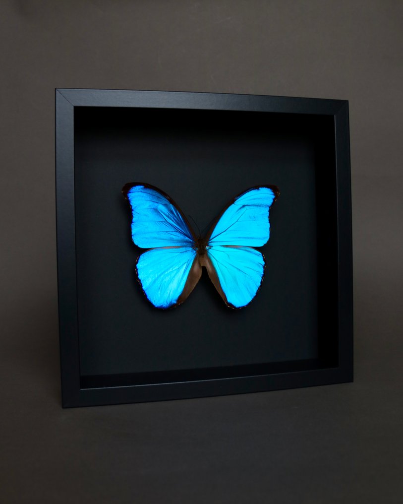 Butterfly Taxidermy full body mount - Morpho didius - 25 cm - 25 cm - 5 cm - Non-CITES species - 1 #3.2