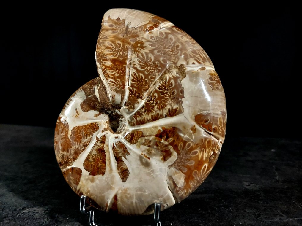 Cleoniceras ammonite - Fossilised animal - calliphylloceras - 125 mm - 100 mm #3.2