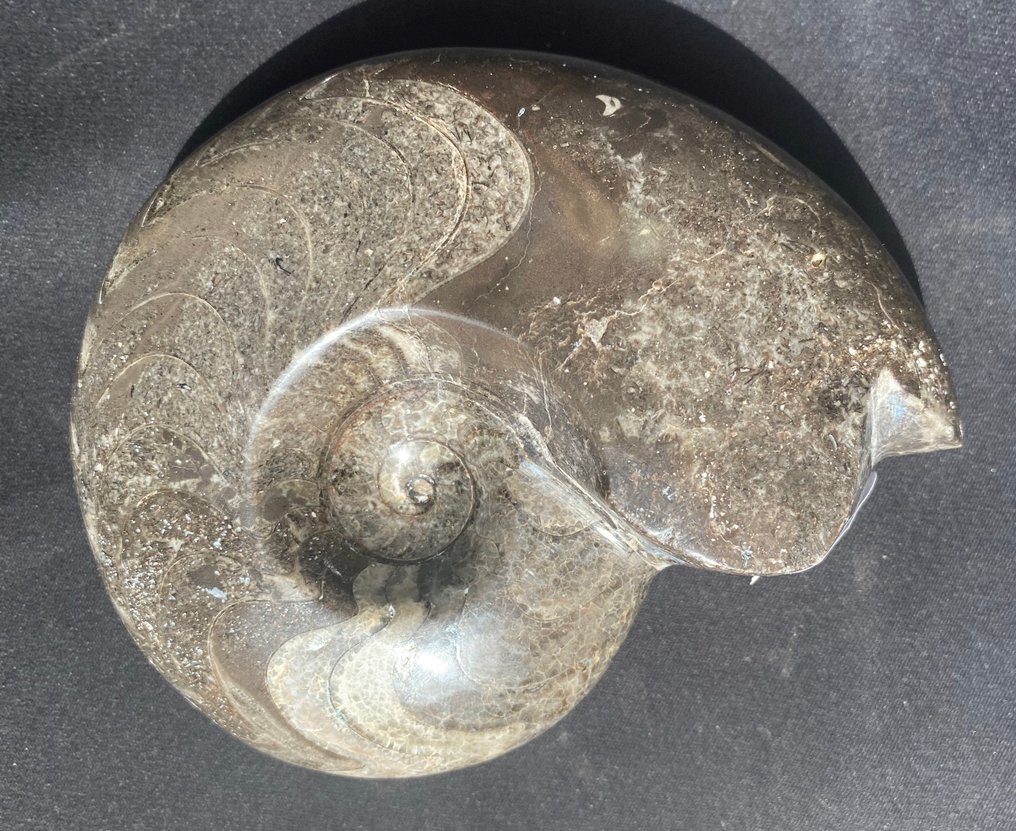 Goniatit - Tierfossil - 11.5 cm - 9 cm #4.3