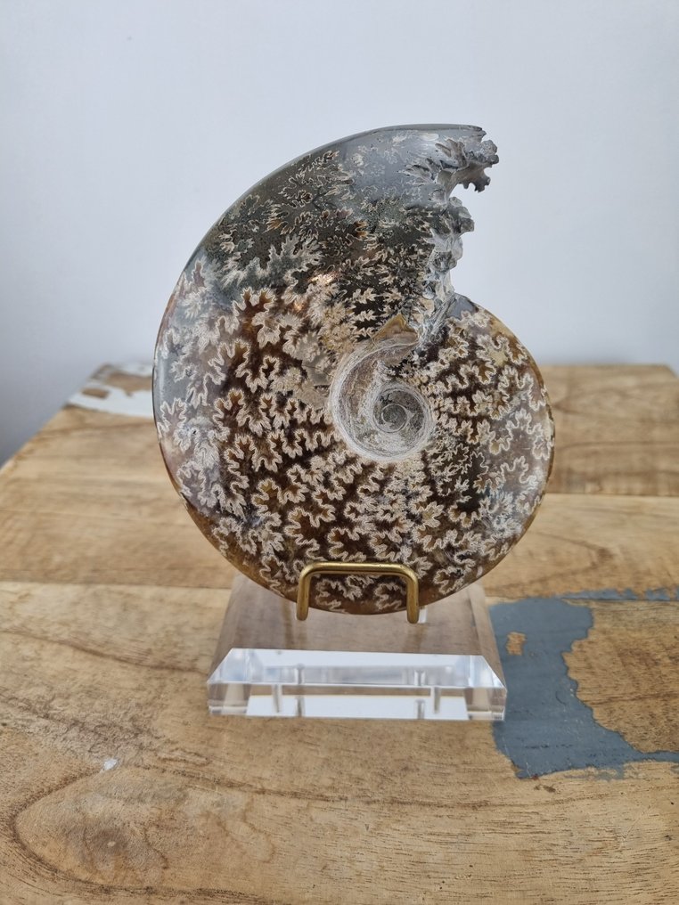 !!Geen minimumprijs!! Ammoniet + standaard - Gefossiliseerde schelp - Cleoniceras - 13.5 cm - 10.5 cm (Zonder Minimumprijs) #1.0